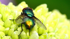 Schmeißfliege (5).jpg